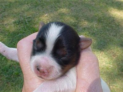 Puppies in TN